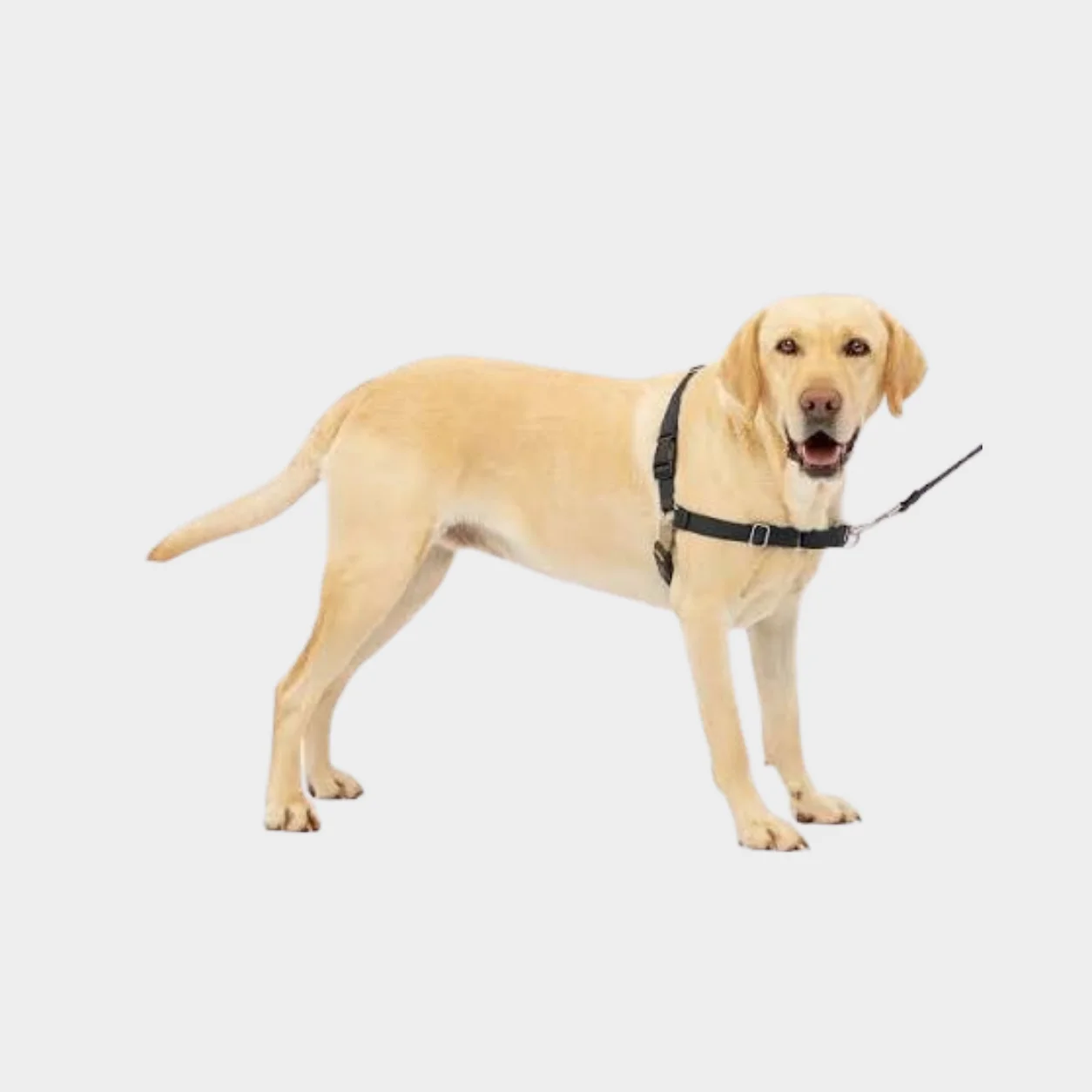 PetSafe Easy Walk Harness - Image 2